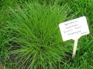 Prairie Dropseed Sporobolus in Irvington Raingarden